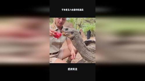 老王八吃瓜视频在线观看,在线观看，笑料连连