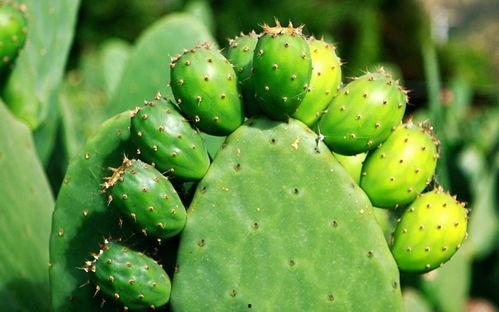 牛大瓜吃仙人掌好吗视频,勇敢尝鲜还是自找苦吃？