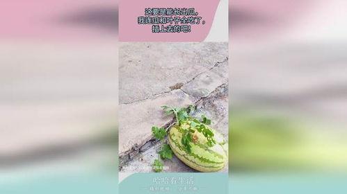 树叶吃瓜全过程视频,一场不可思议的吃瓜之旅