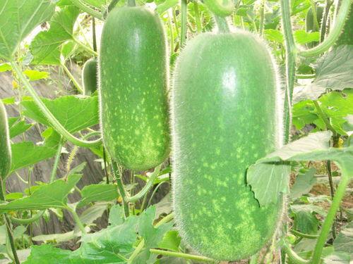 吃播大瓜早期视频,揭秘早期视频中的美食诱惑与趣味瞬间