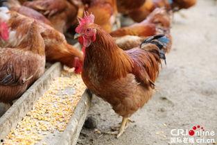 让鸡吃砍瓜下蛋多吗视频,揭秘让鸡吃砍瓜的神奇效果