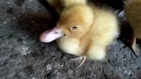 重生嘎嘎嘎吃瓜视频,揭秘吃瓜视频背后的精彩故事