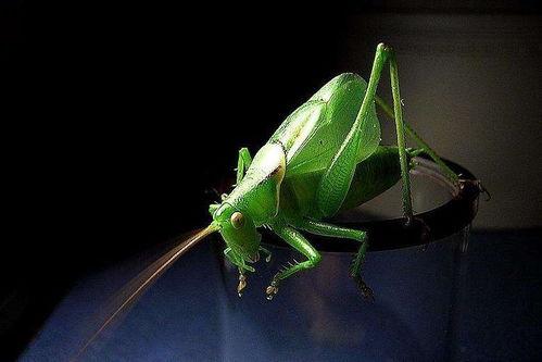 蝈蝈吃老瓜虫视频,自然界的生存智慧