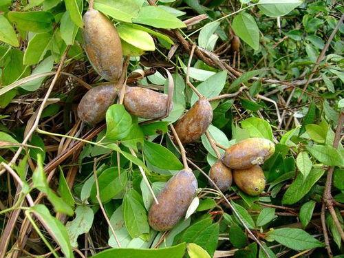 八月瓜怎么吃省事视频,一视频教你轻松享美味