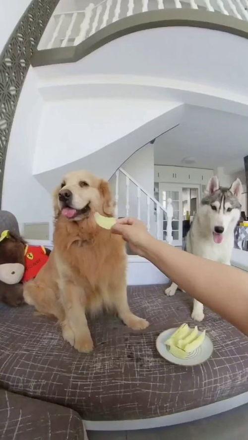 狗都吃生瓜的视频大全,生瓜盛宴视频大全