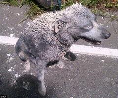 吃瓜狗车祸视频真实图片,吃瓜狗车祸现场触目惊心画面曝光