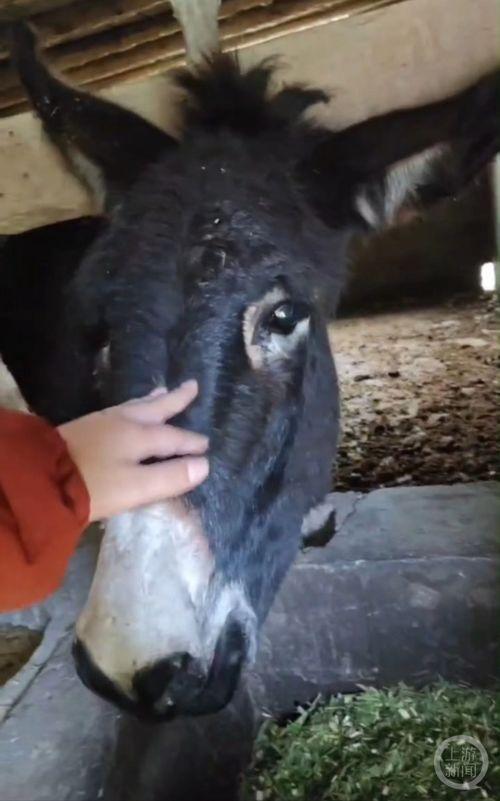 二驴直播间吃哈密瓜视频,哈密瓜盛宴引网友热议