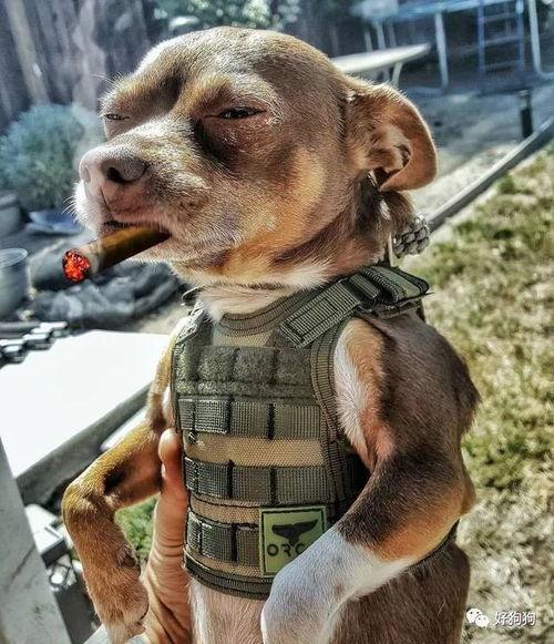 沙雕吃瓜汪星人视频下载,萌宠搞笑瞬间，笑翻网友