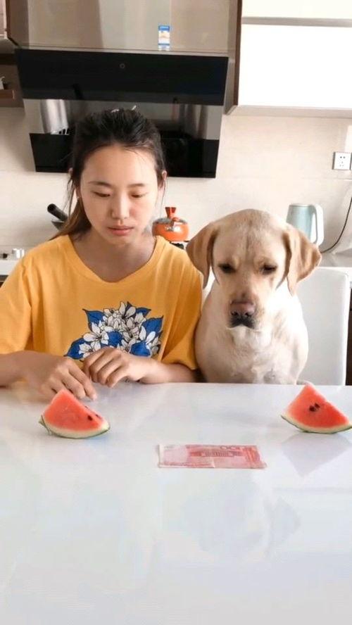 吃瓜比赛视频素材高清,高清还原吃瓜比赛精彩瞬间