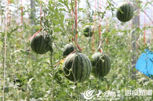 平凉吃瓜最新视频,揭秘最新视频背后的热点事件