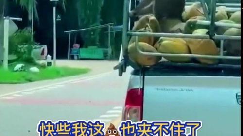 潮汕搞笑吃瓜视频配音版,配音版带你笑翻天！