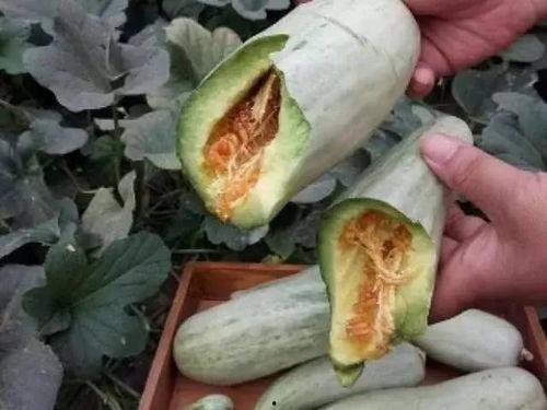 只吃削皮的瓜能减肥吗视频,真的能助你瘦身成功吗？