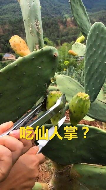 大瓜吃仙人掌视频大全