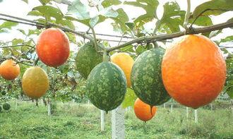 东莞吊瓜怎么吃才好吃视频,视频教你如何吃出最佳口感