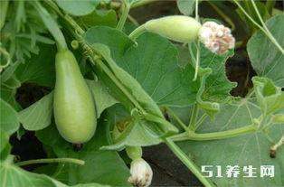 糖尿病人吃瓜视频,科学吃瓜指南