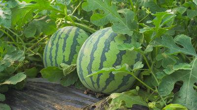 定格吃瓜视频素材,揭秘娱乐圈幕后真相