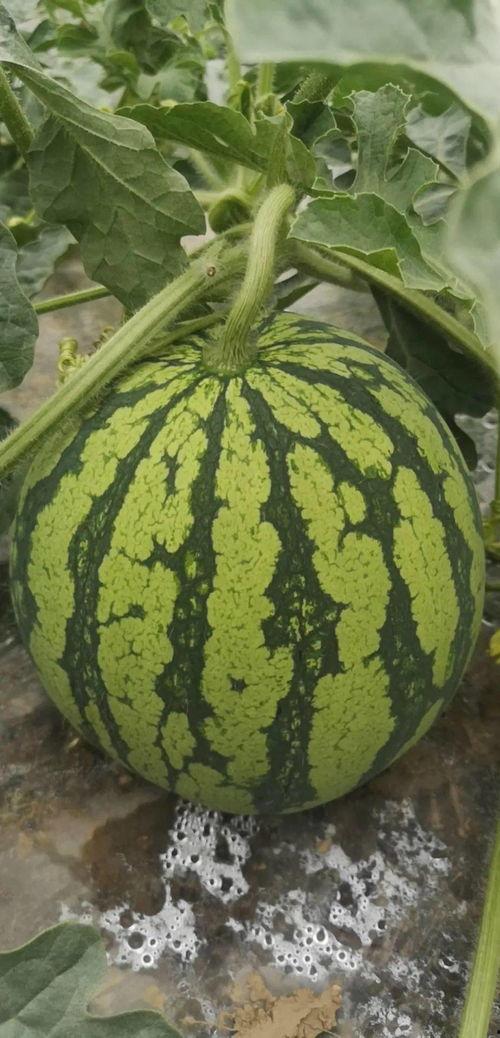 今日必看的吃瓜视频,揭秘娱乐圈最新吃瓜视频，精彩瞬间不容错过！